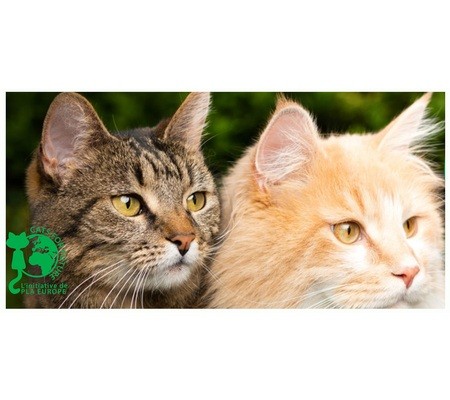 L'initiative Cats For Future  France devient membre acteur de la fédération Rcube