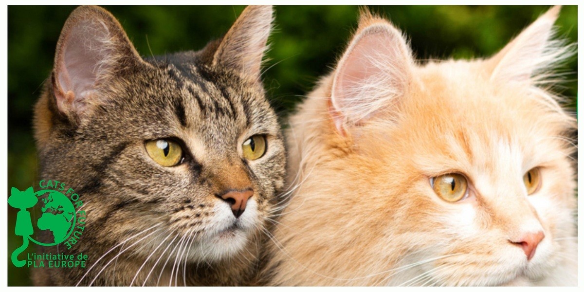 L'initiative Cats For Future  France devient membre acteur de la fédération Rcube