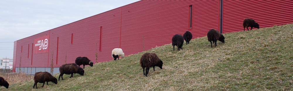 Offre de moutons pour tondre des pelouses